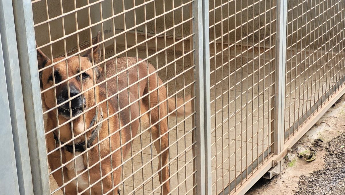 La SPA de Montpellier recueille 400 chiens et chats dans son refuge