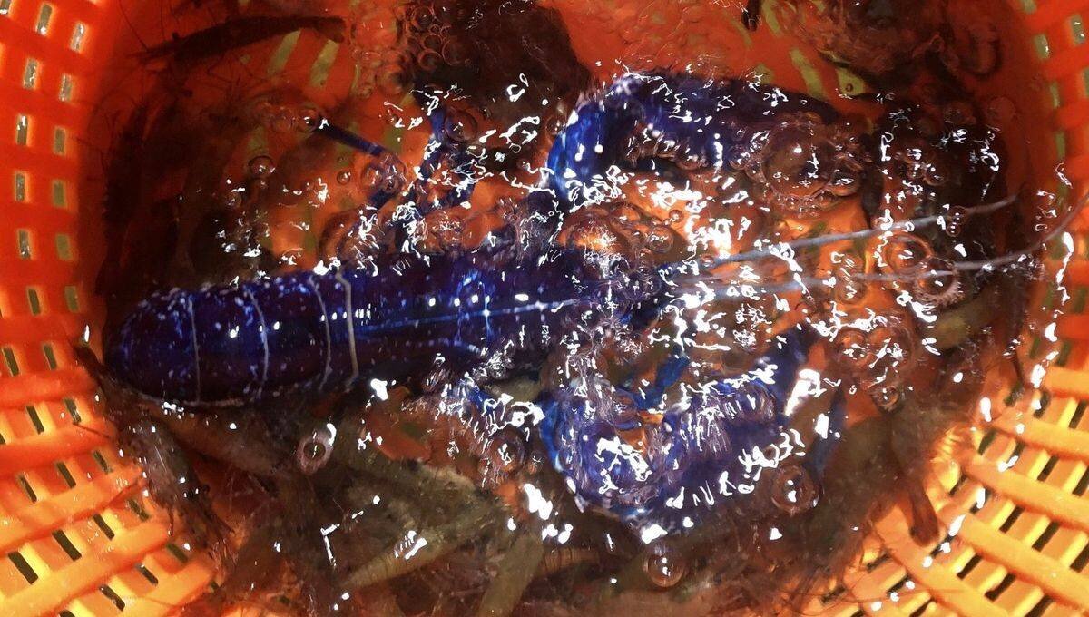 Spécimen rarissime, ce homard bleu a été pêché dans la Manche au large de Cherbourg.