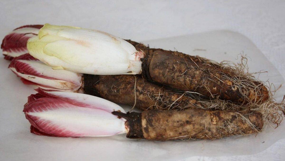 Racines d'endives
