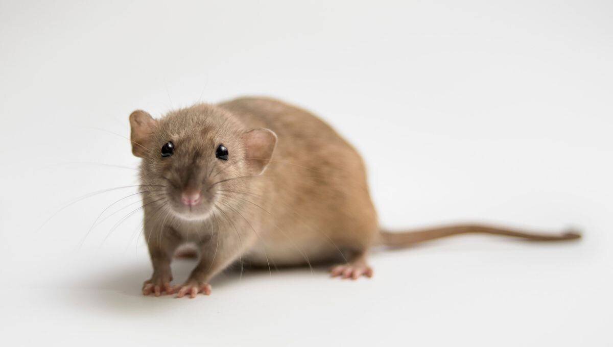 Souris (illustration)