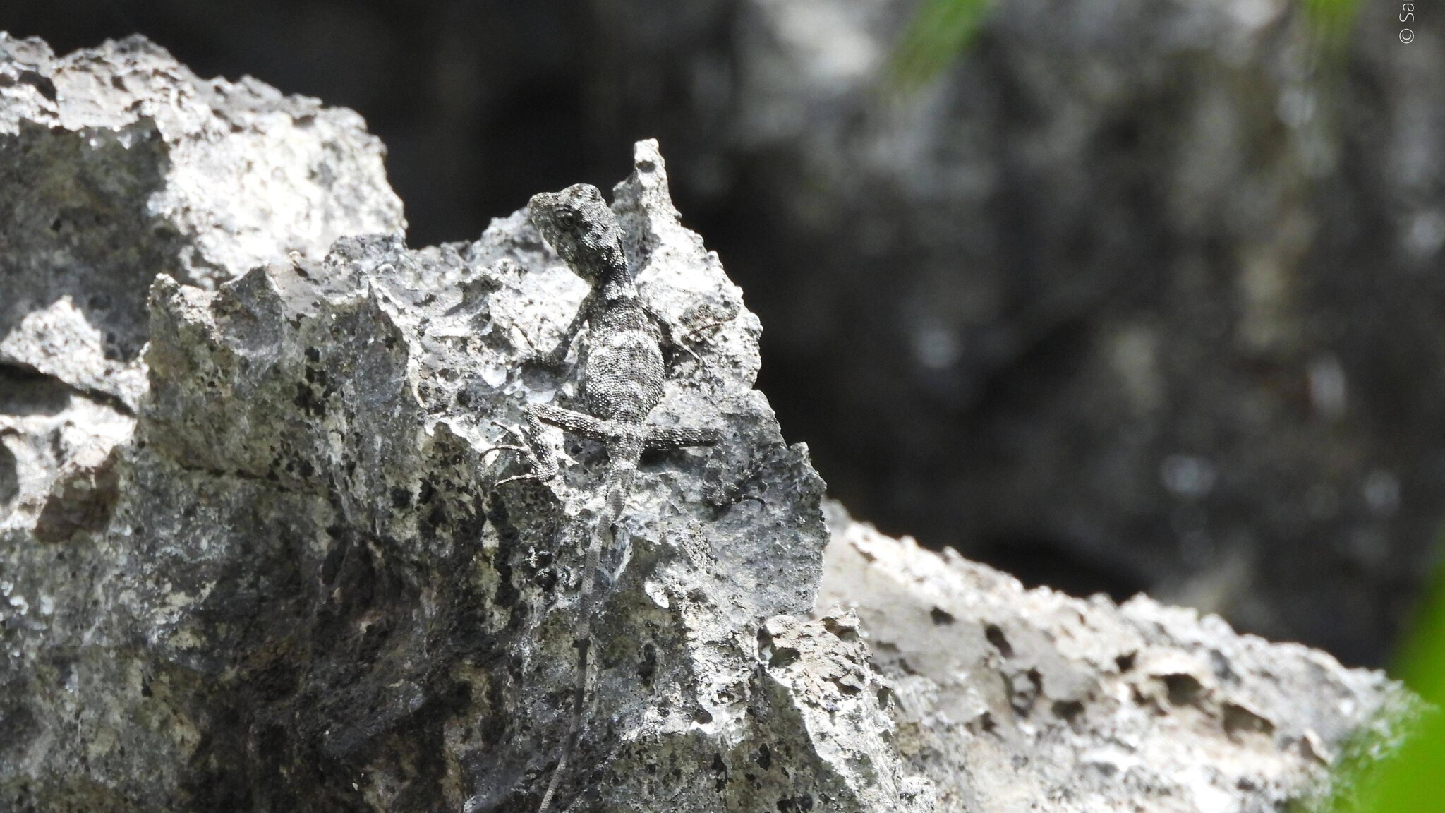 La lézarde (Laodracon carsticola) dissimulée.