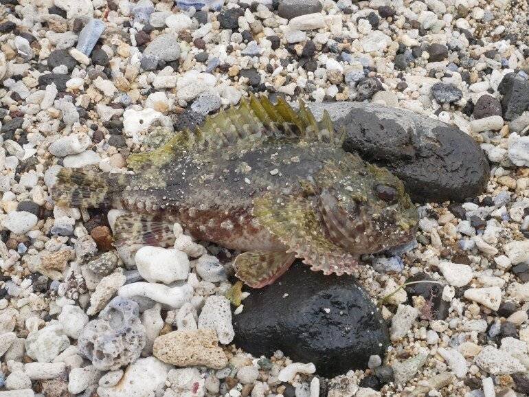 Poisson de roche sur la plage
