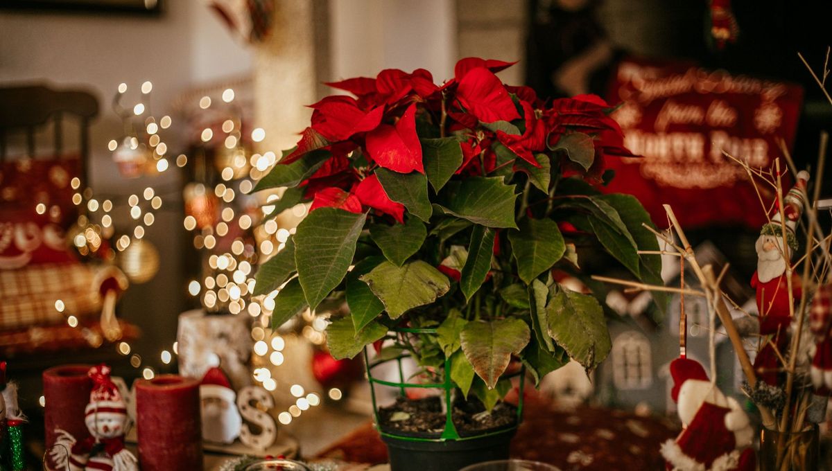 L'Etoile de Noël ou Poinsettia