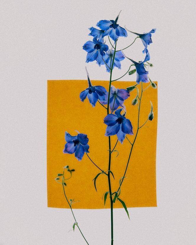 Delphinium bleu