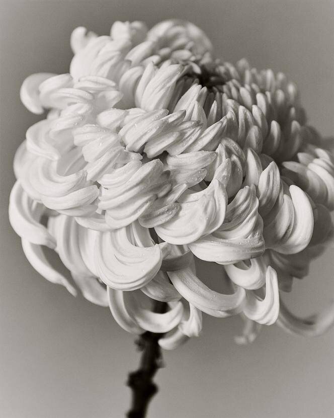 Chrysanthème