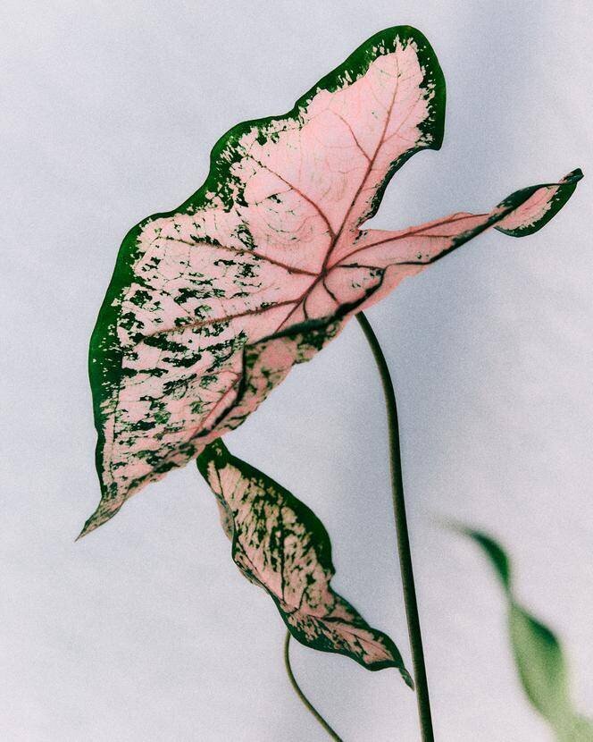 Caladium Pink Symphony
