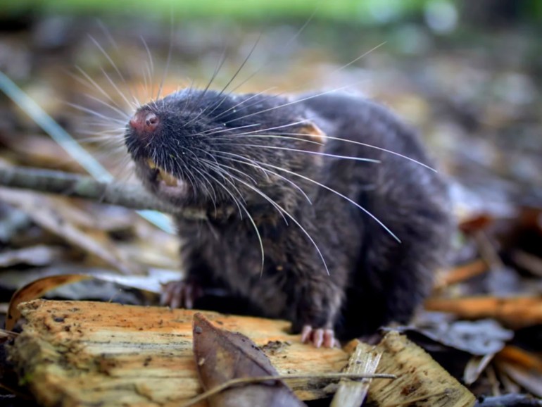 Félin aquatique découvert lors de la mission de conservation au Pérou (Ronald Díaz)