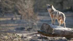 Campagnes pour protéger le bétail des attaques de loups en Égypte