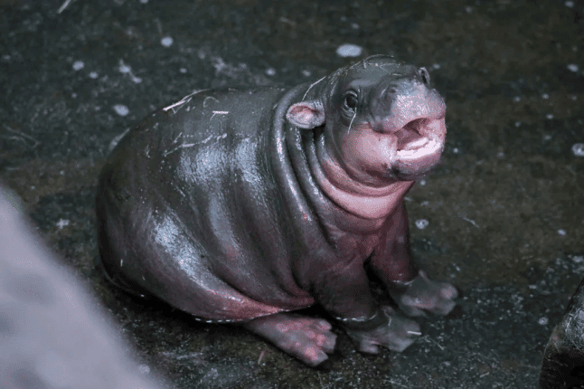 Haggis dans son enclos