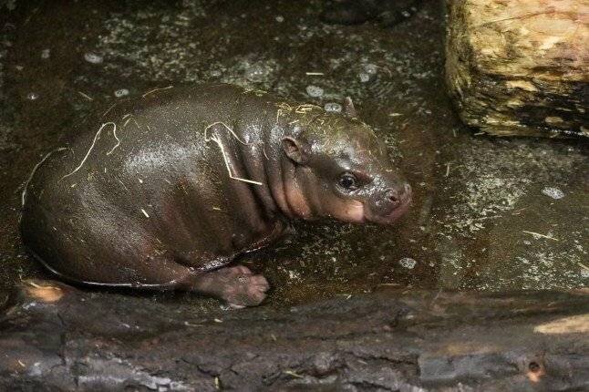 Haggis dans la piscine