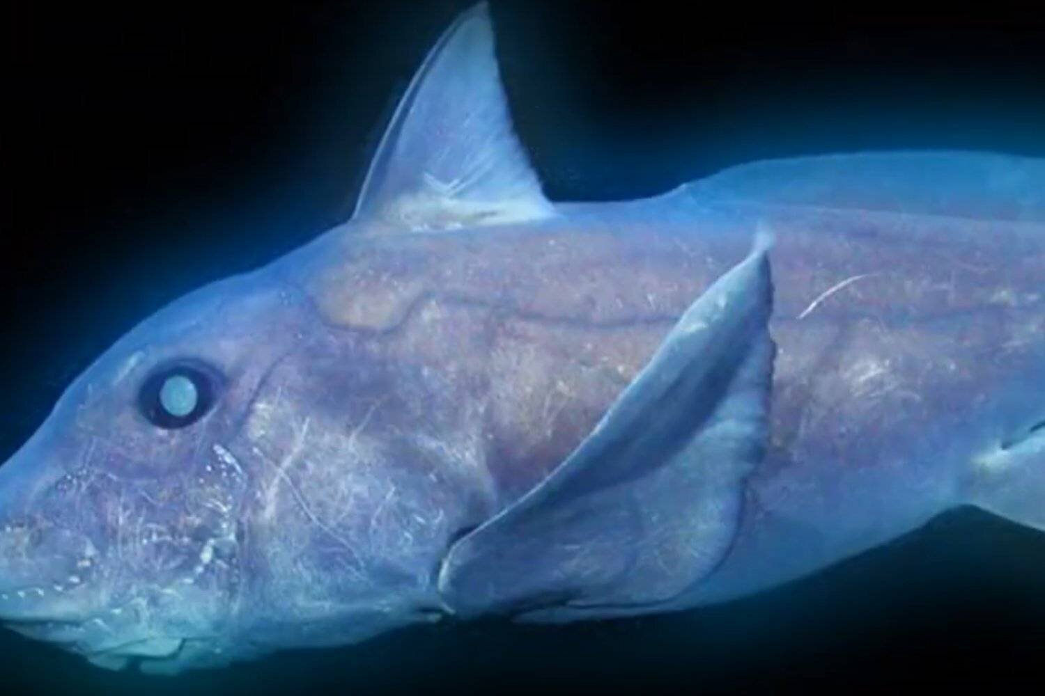 Découvertes sous-marines en 2024