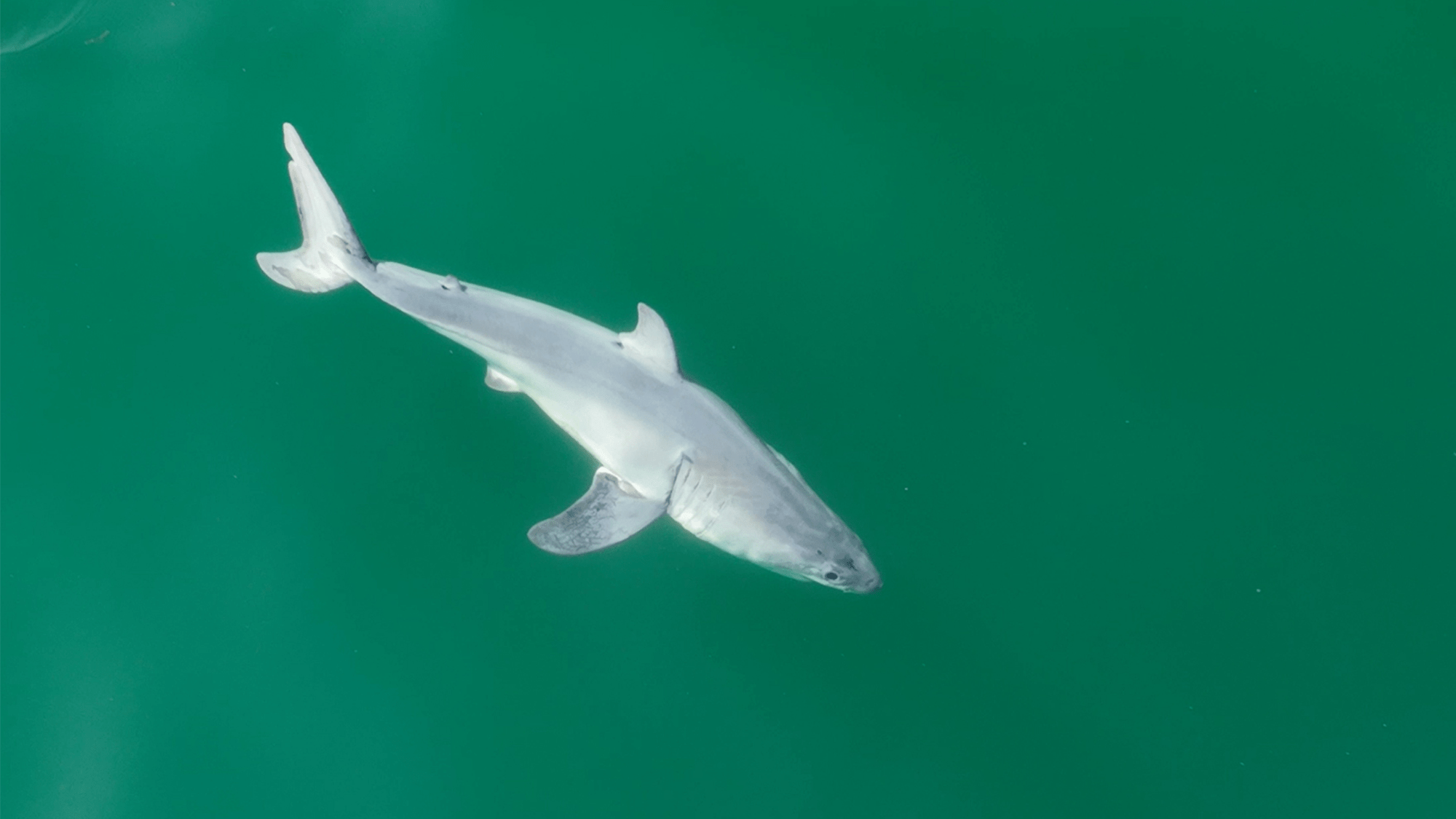 Carlos Gauna et Phillip Sternes ont capturé ce qui pourrait être la première image d'un nouveau-né requin blanc enregistré. CREDIT: Carlos Gauna/The Malibu Artist