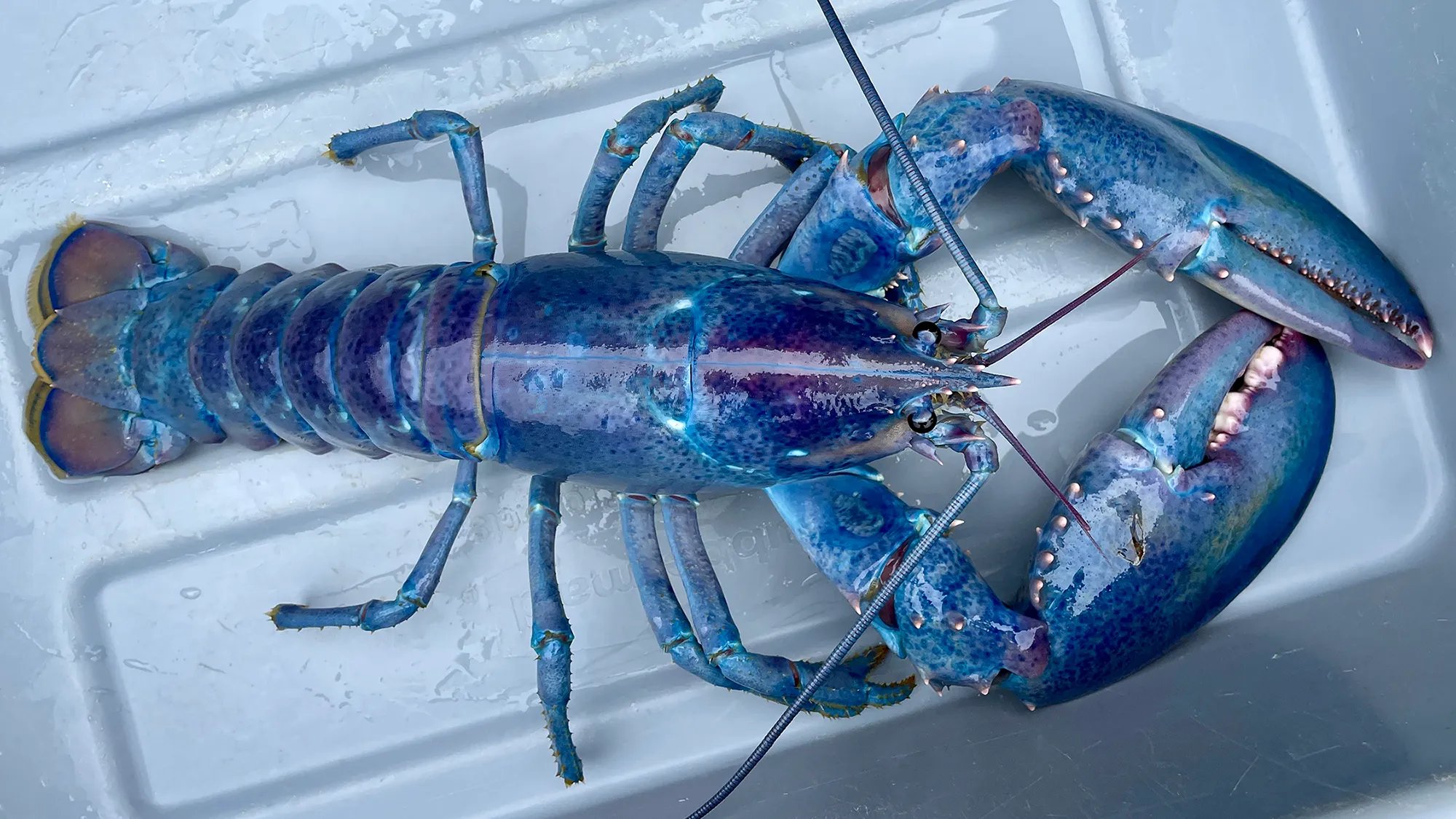 Des homards colorés comme celui-ci sont le résultat de variations génétiques naturellement Occurantes. CREDIT: Seacoast Science Center