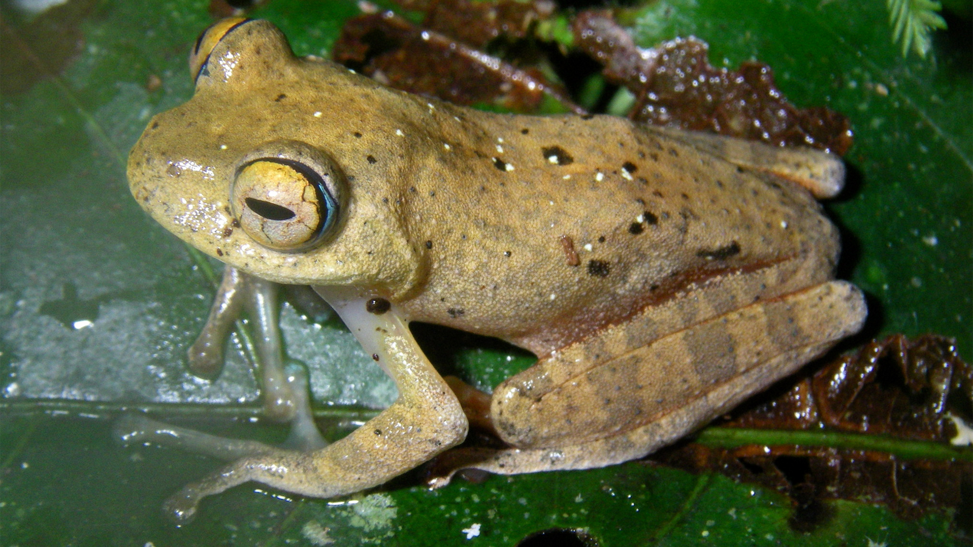 Boophis janewayae, une nouvelle espèce de grenouilles nommée d'après le personnage de Star Trek. CREDIT: Mark D. Scherz