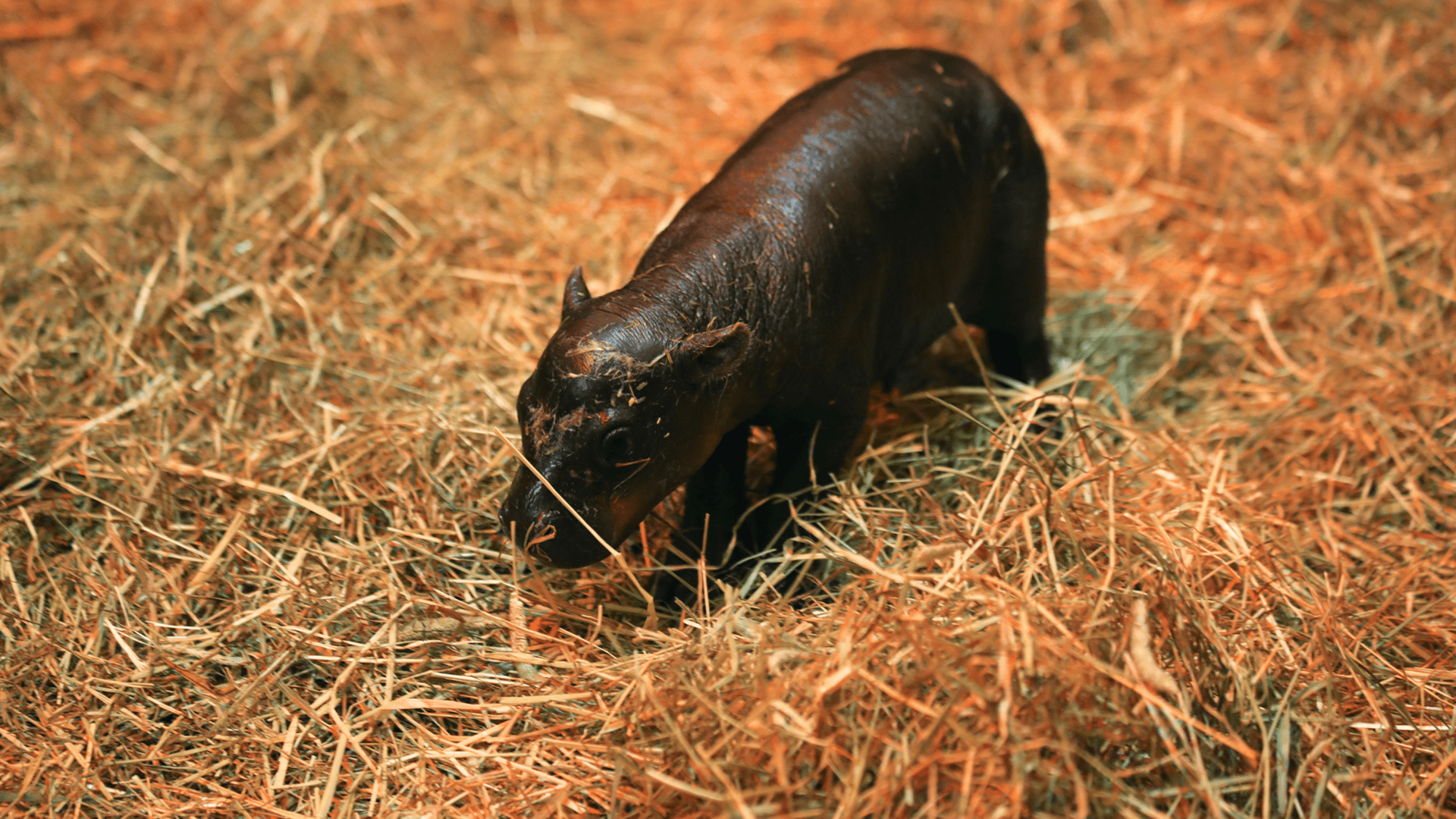 Haggis, l'hippopotame nain est né à l'Edenburg Zoo en Écosse. CREDIT: RZSS