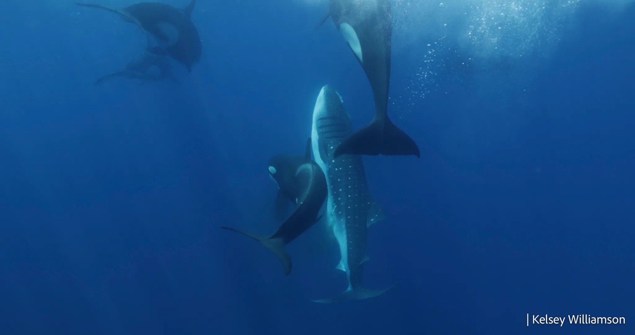 Les orques à la surface avant d’attaquer un requin baleine. CREDIT: Kelsey Williamson.