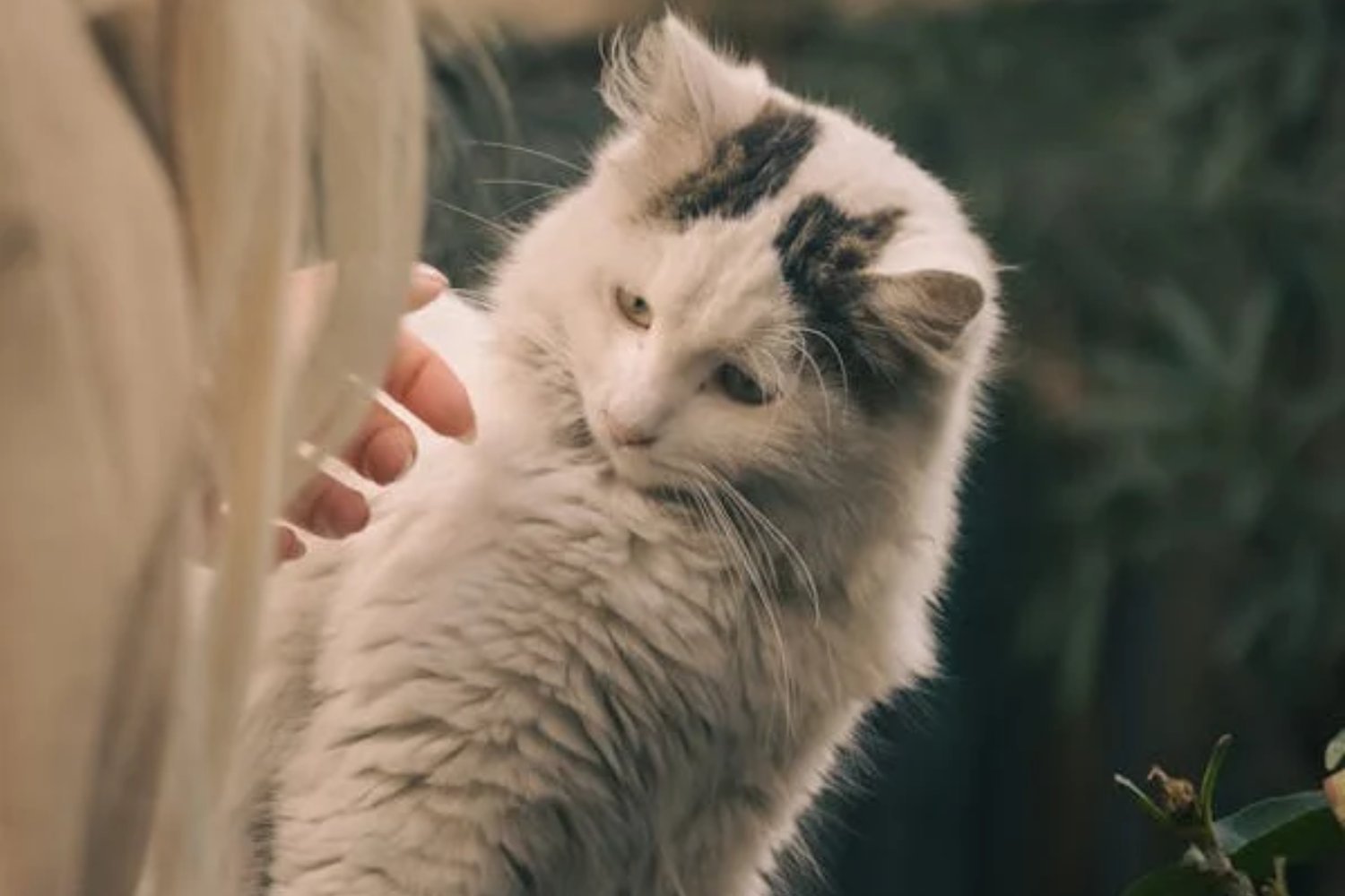 Pourquoi votre chat ne vous accueille pas à votre retour ?