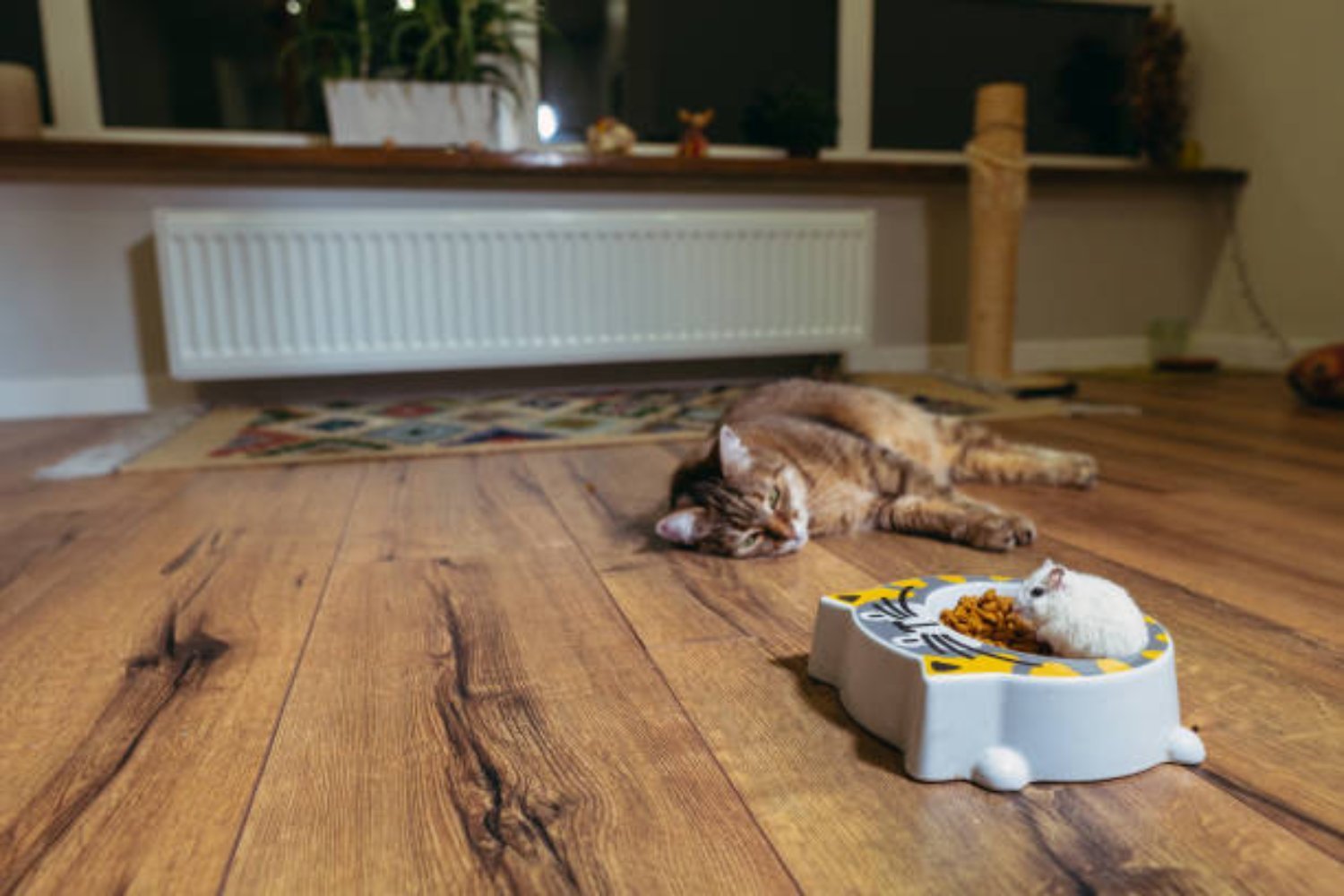 Pourquoi votre chat ne vous accueille pas à votre retour ?