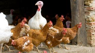 Un nouveau foyer de grippe aviaire a été détecté dans un élevage de volailles domestiques à La Poterie-Mathieu (Eure).