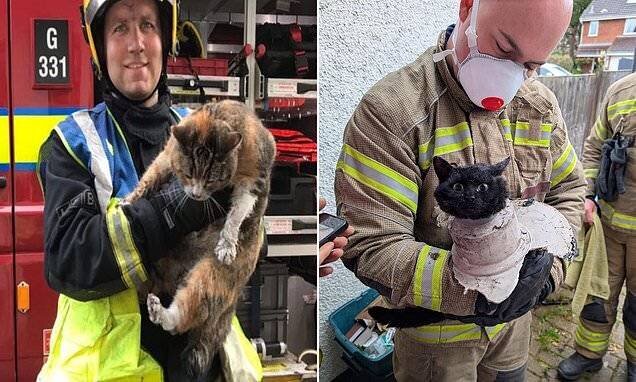 Sauvetage d’un chat par les pompiers
