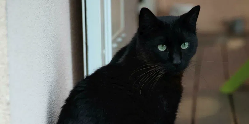 Le diabète sucré de type 2 (le plus proche de l'homme) touche principalement les chats, alors que les chiens souffrent la plupart du temps de diabète de type 1.