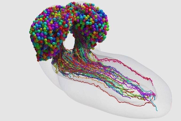 L'ensemble complet des neurones dans le cerveau d'un insecte