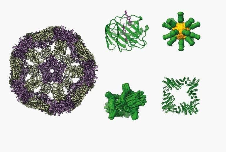 Les acides aminés se lient en chaînes complexes