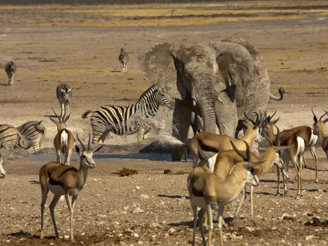 Abrevadero de Nebrowni, en le Parc National d'Etosha, Namibie.