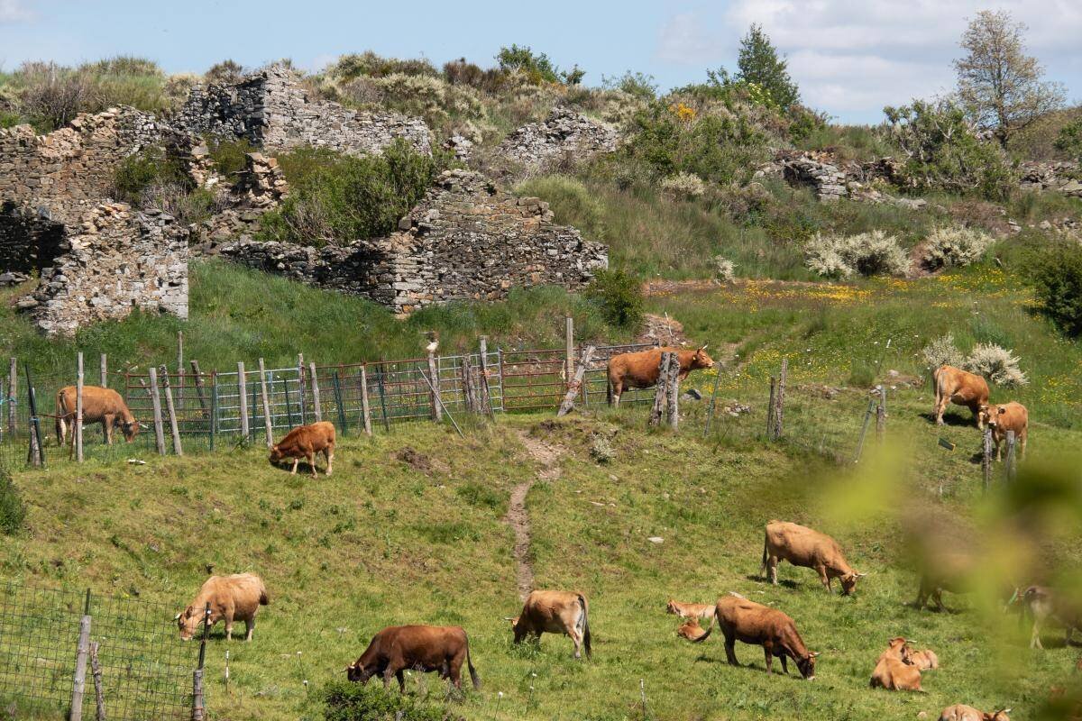 Manjarín au bord du chemin de Saint-Jacques