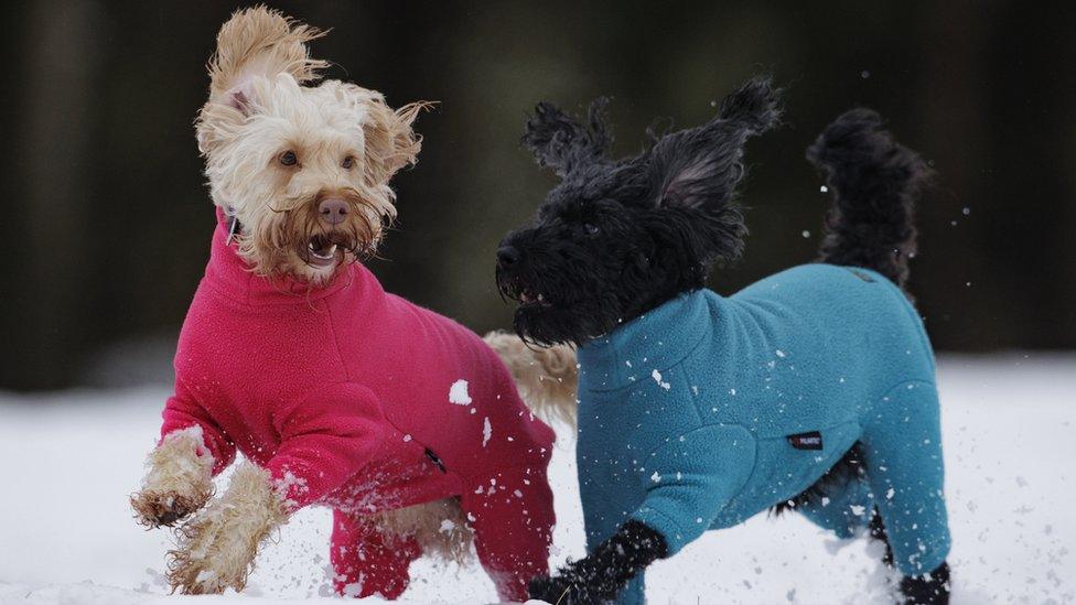 Cockapoo Luna et Daisy jouent dans la neige lors d'une promenade au parc Sixmilewater à Ballyclare, Irlande du Nord.