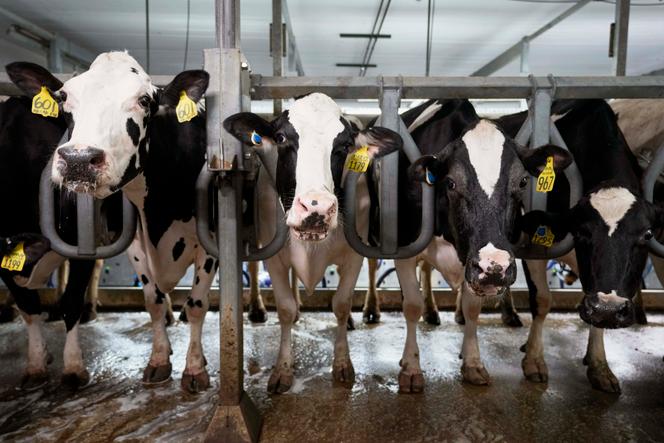 Des vaches d’une ferme laitière de New Vienna, dans l’Iowa, en juillet 2023.