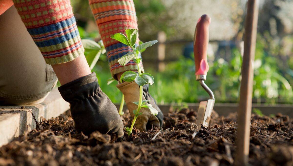 Jardinier qui plante une fève maraîchère