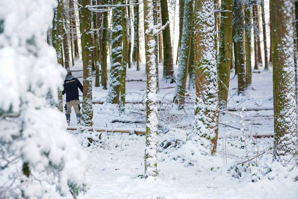 Pattes de panda dans la neige