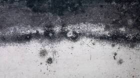 Dangers du champignon noir