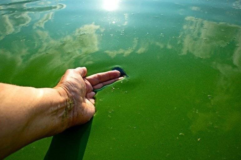 Bactéries bleues effectuant la photosynthèse