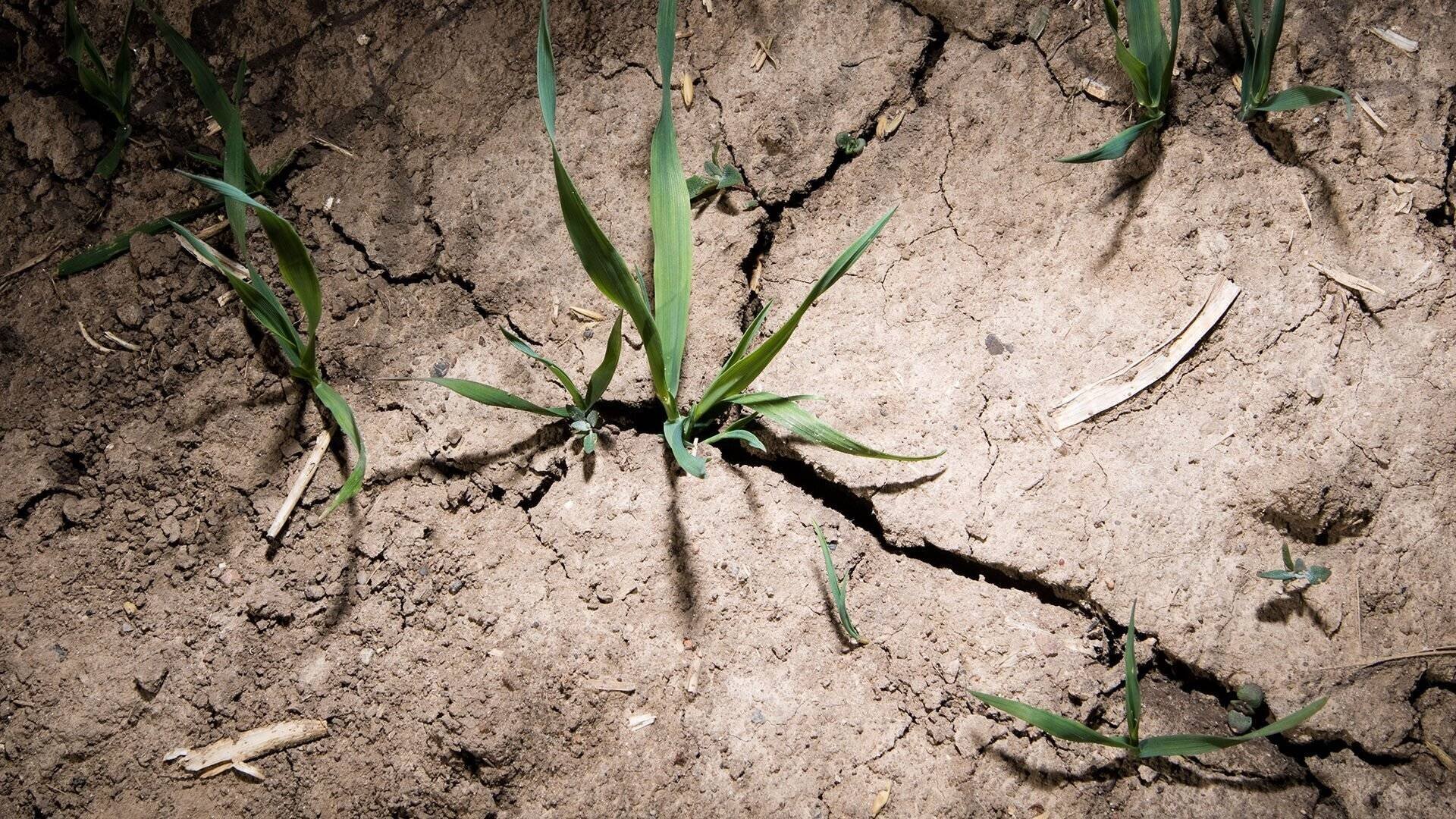 Ruptures dans un sol très sec