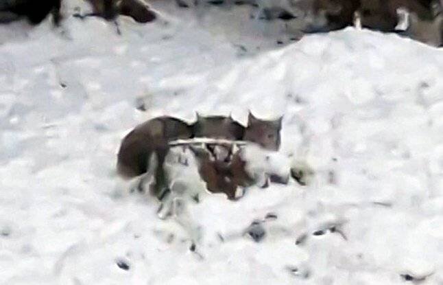 Lynx capturé dans le parc national des Cairngorms