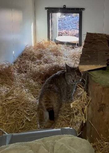 Lynx explorant leur nouvel habitat au Highland Wildlife Park