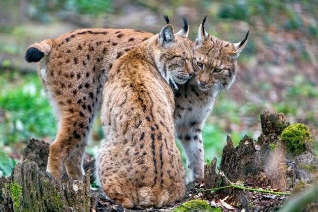 Lynx mâle et femelle au Highland Wildlife Park