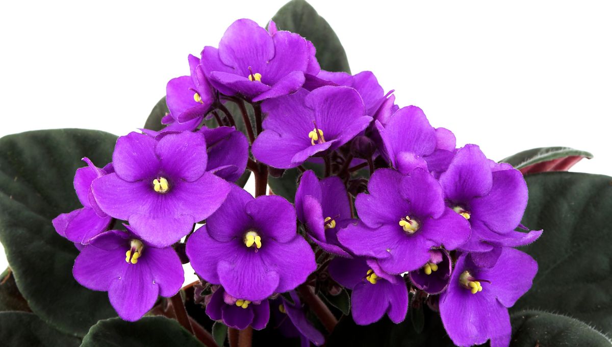 Violette du Cap