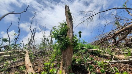 La nature reprend ses droits autour du lac de Karihani, à Mayotte, janvier 2025. (BEATRICE DUGUE / FRANCEINFO / RADIO FRANCE)