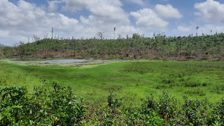 La nature reprend ses droits autour du lac Karihani à Mayotte, janvier 2025. (BEATRICE DUGUE / FRANCEINFO / RADIO FRANCE)