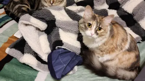 Photos de chats sur RedNote