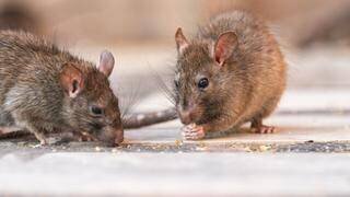 Des rats ont dévoré les réserves des pièces à conviction de la police de Houston.