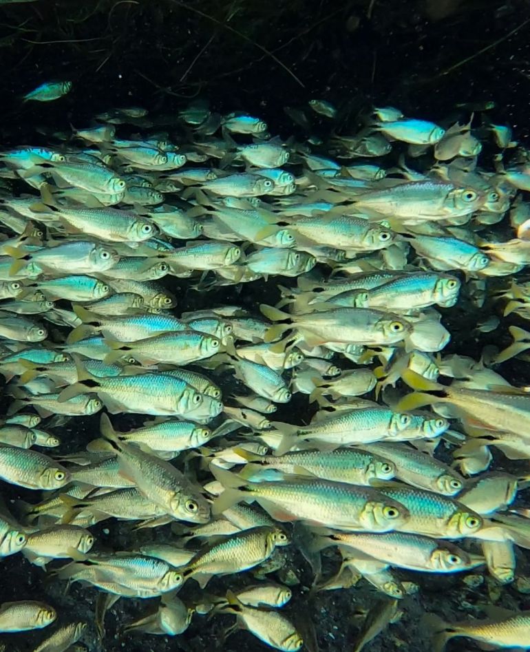 Perte de superficie des habitats d'eau douce