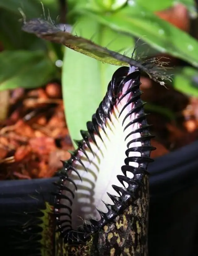 Nepenthes hamata et son péristome particulier.