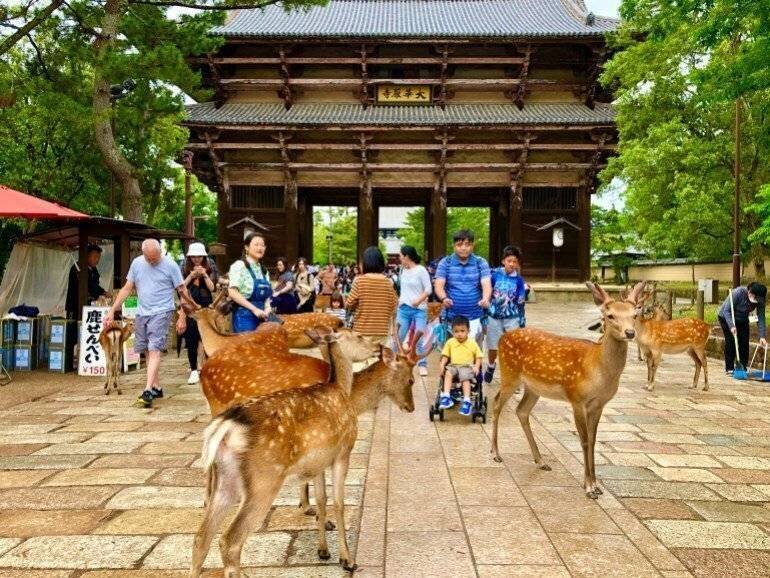 Parc de cerfs à Nara