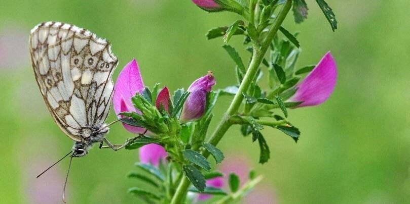 En 2024, sur les 2 153 938 espèces vivantes répertoriées, la majorité était des animaux invertébrés (1 489 932 espèces, parmi lesquelles les deux tiers étaient des insectes).