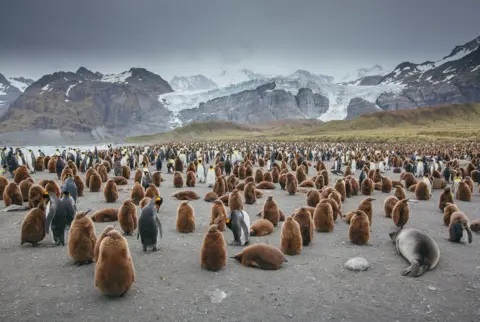 Pingouins royaux et empereurs avec des phoques sur une plage