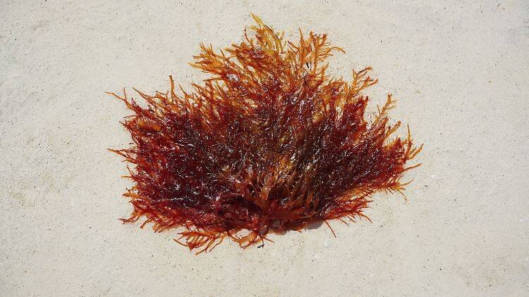 Image de santé et alimentation